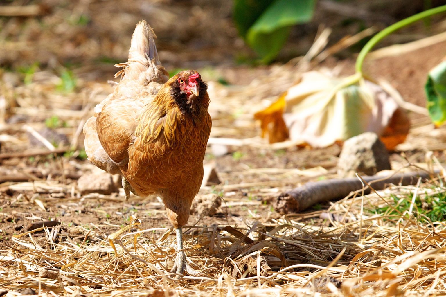 How to Train Chickens to Come When Called Backyard Poultry